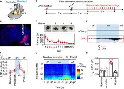 Targeted Reducing of Tauopathy Alleviates Epileptic Seizures and Spatial Memory Impairment in an Optogenetically Inducible Mouse Model of Epilepsy
